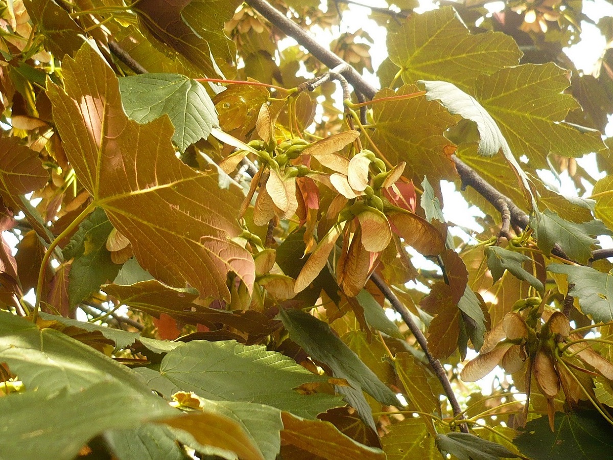 Acer pseudoplatanus f. purpurascens (Sapindaceae)